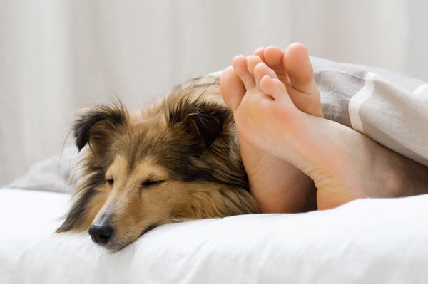 Köpek Sahibi Olmanın Sevgili Yapmaktan Çok Daha Mantıklı Olduğunun 5 Kanıtı!