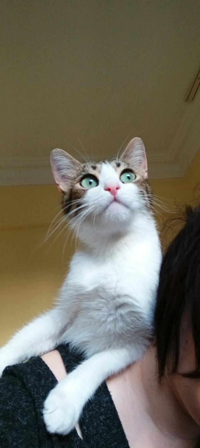 Köpek Sahibi Olmanın Sevgili Yapmaktan Çok Daha Mantıklı Olduğunun 5 Kanıtı!