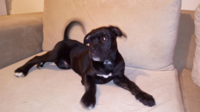 Köpek Sahibi Olmanın Sevgili Yapmaktan Çok Daha Mantıklı Olduğunun 5 Kanıtı!