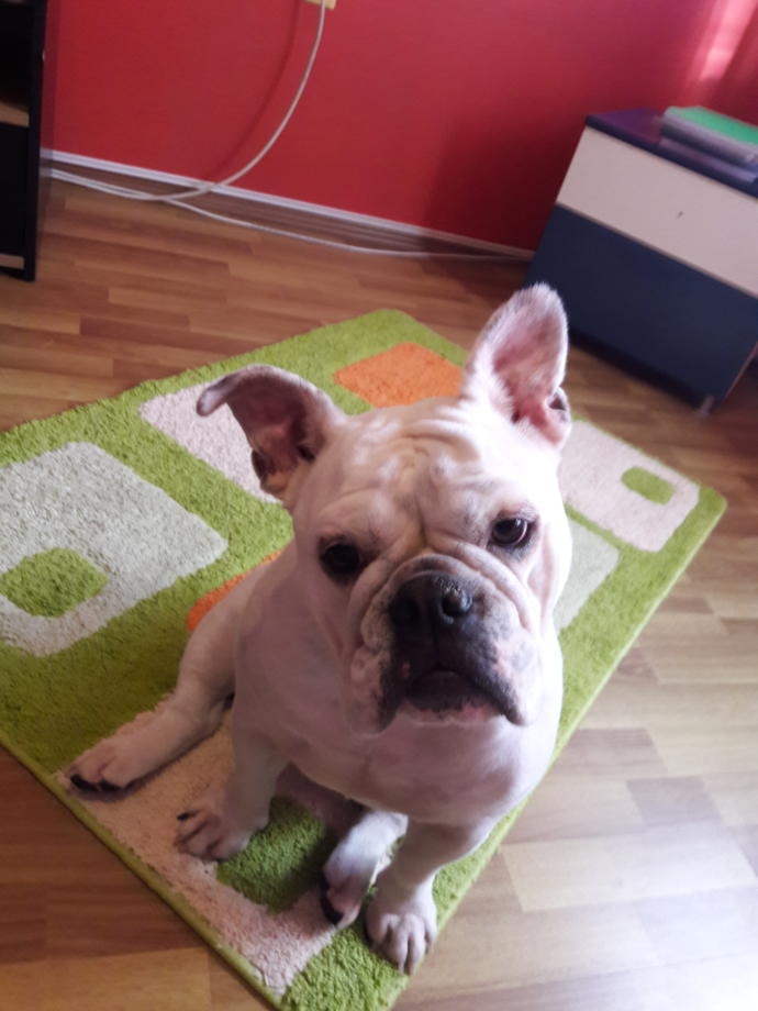 Köpek Sahibi Olmanın Sevgili Yapmaktan Çok Daha Mantıklı Olduğunun 5 Kanıtı!