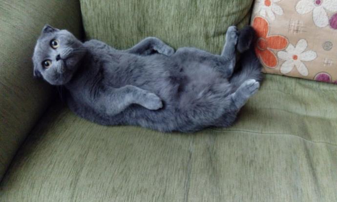 Köpek Sahibi Olmanın Sevgili Yapmaktan Çok Daha Mantıklı Olduğunun 5 Kanıtı!