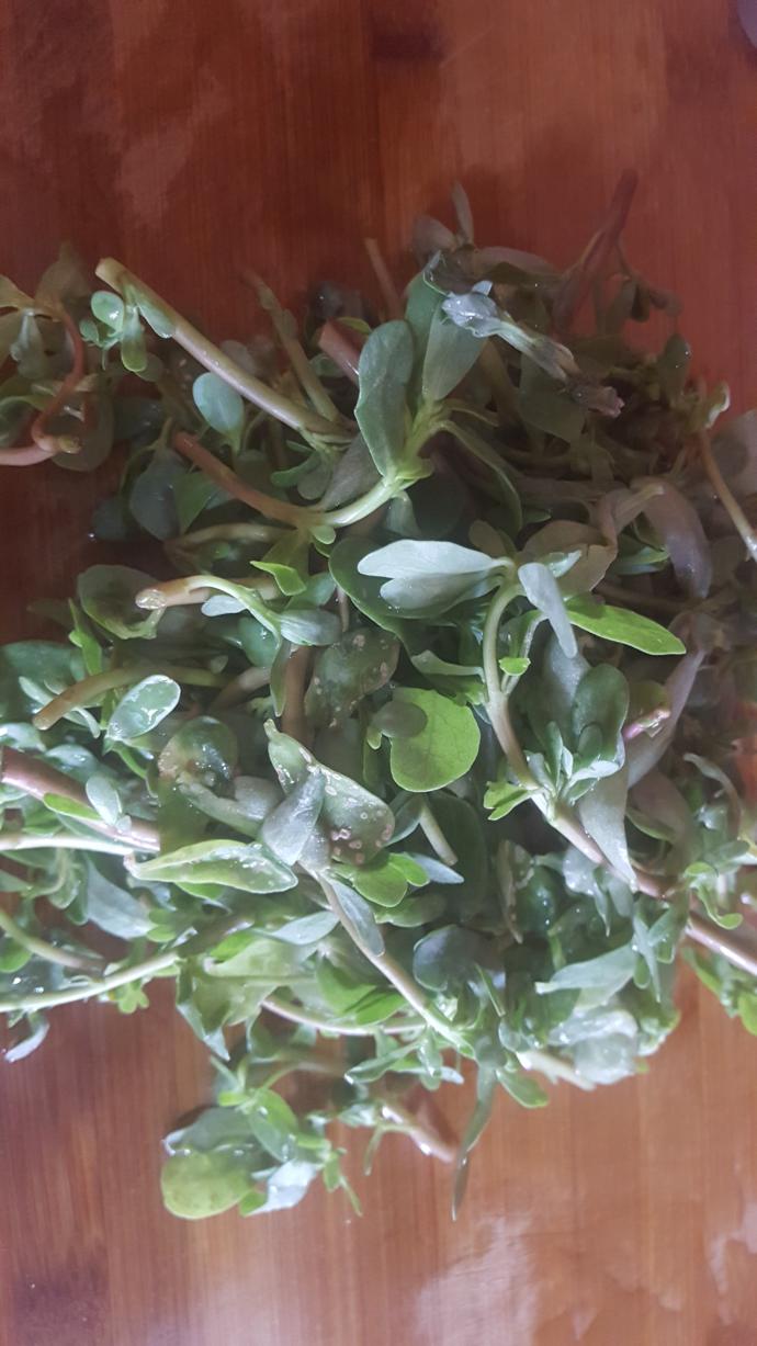 Yaz Sıcaklarının Serinleticisi: Semiz Otu Salatası