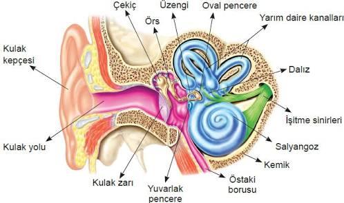 Duyu Organlarımızın Avantajlı ve Dezavantajlı Yönleri