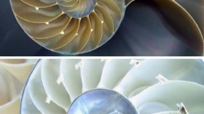 Hayatımızdaki Rakamlar: Fibonacci ve Altın Oran