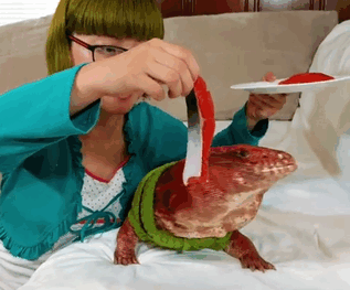 Hiç Bir Evcil Kertenkele Gördünüz mü? Tatlı mı Tatlı Tegu Kertenkelesi 'MacGyver' İle Tanışın!