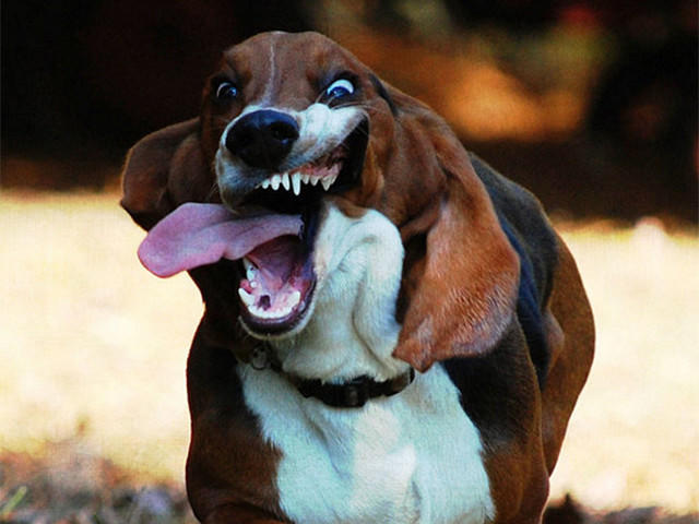 Bayılacaksınız! En Sevimli 10 Köpek Irkı