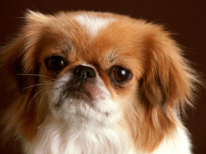 Bayılacaksınız! En Sevimli 10 Köpek Irkı