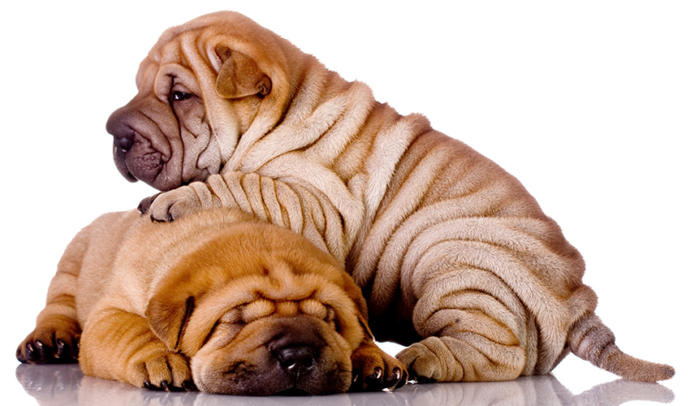 Bayılacaksınız! En Sevimli 10 Köpek Irkı