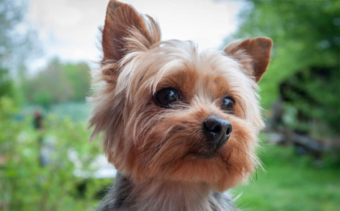 Bayılacaksınız! En Sevimli 10 Köpek Irkı