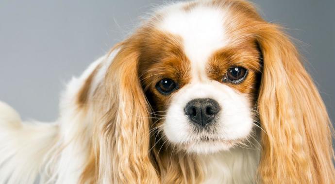 Bayılacaksınız! En Sevimli 10 Köpek Irkı