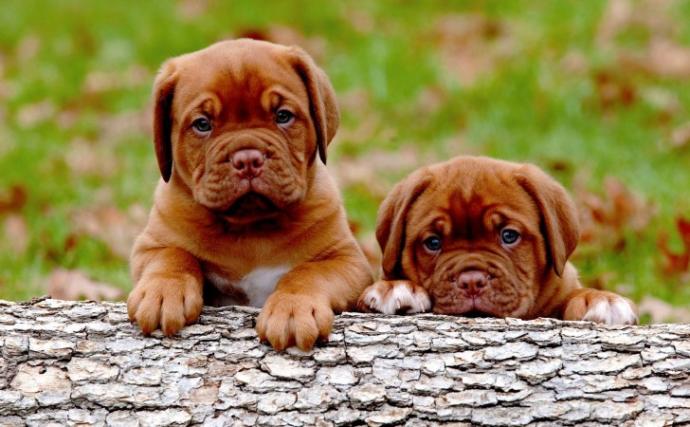Bayılacaksınız! En Sevimli 10 Köpek Irkı