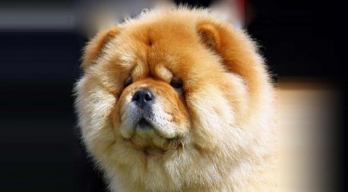 Bayılacaksınız! En Sevimli 10 Köpek Irkı