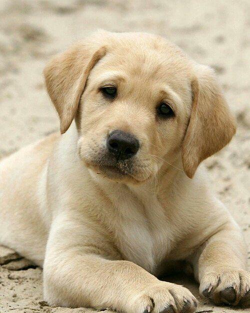 Bayılacaksınız! En Sevimli 10 Köpek Irkı