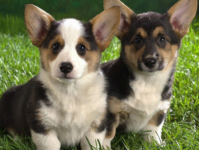 Bayılacaksınız! En Sevimli 10 Köpek Irkı