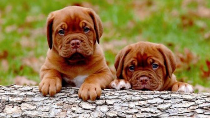 Bayılacaksınız! En Sevimli 10 Köpek Irkı
