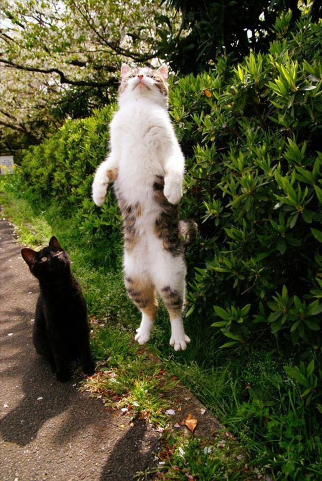 Doğru Zamanlama ile Yakalanmış Birbirinden Eğlenceli Kedi Fotoğrafları!