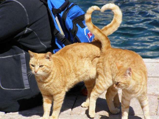 Doğru Zamanlama ile Yakalanmış Birbirinden Eğlenceli Kedi Fotoğrafları!