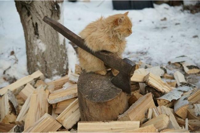 Doğru Zamanlama ile Yakalanmış Birbirinden Eğlenceli Kedi Fotoğrafları!