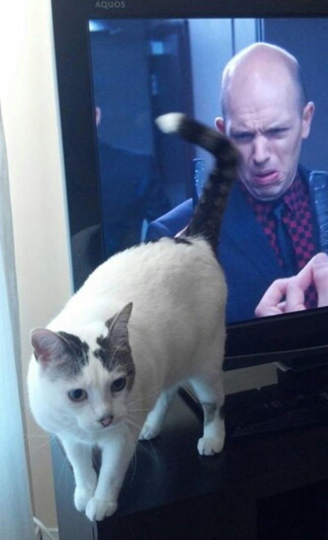 Doğru Zamanlama ile Yakalanmış Birbirinden Eğlenceli Kedi Fotoğrafları!