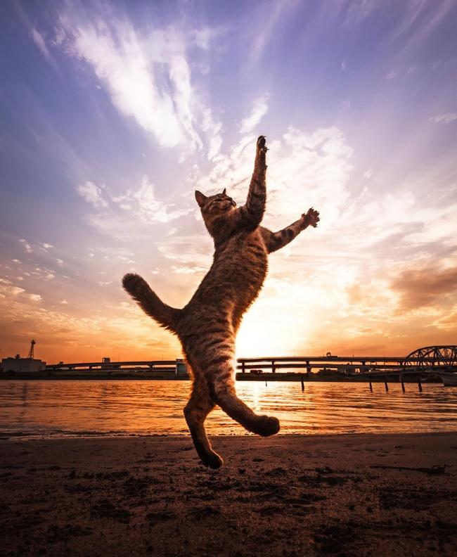 Doğru Zamanlama ile Yakalanmış Birbirinden Eğlenceli Kedi Fotoğrafları!