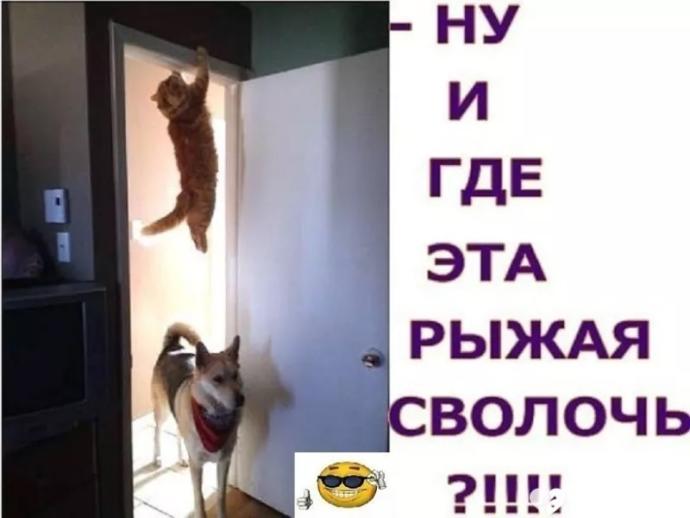 Doğru Zamanlama ile Yakalanmış Birbirinden Eğlenceli Kedi Fotoğrafları!