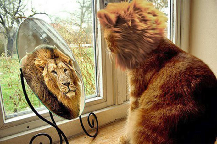 Bir Kedi Sahibi Olmanın 5 Öğretisi!