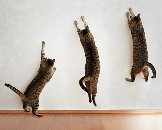 Bir Kedi Sahibi Olmanın 5 Öğretisi!