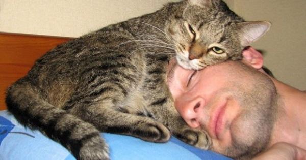Bir Kedi Sahibi Olmanın 5 Öğretisi!