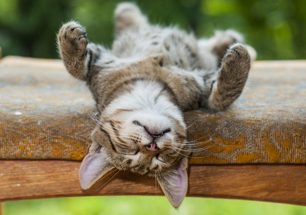 Bir Kedi Sahibi Olmanın 5 Öğretisi!