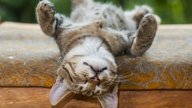 Bir Kedi Sahibi Olmanın 5  Öğretisi!