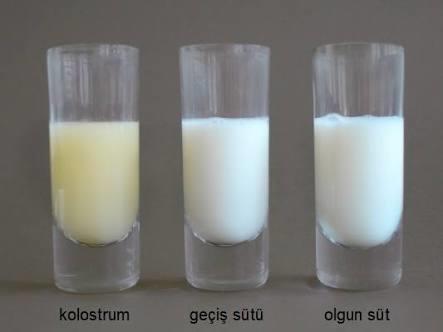 Bebeğinizin İlk Aşısı: Mucizevi Sıvı Kolostrum