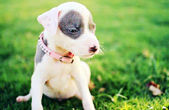 Sadece Pitbull Sahibi Olanların Anlayabileceği 5 Durum