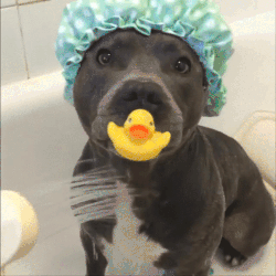 Sadece Pitbull Sahibi Olanların Anlayabileceği 5 Durum