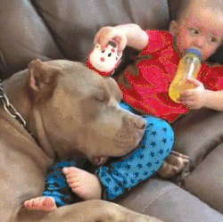 Sadece Pitbull Sahibi Olanların Anlayabileceği 5 Durum