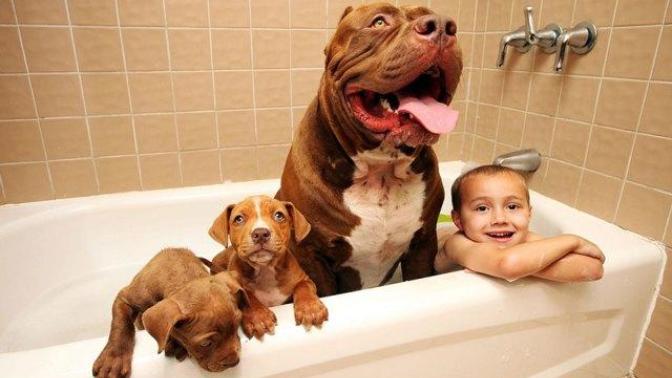 Sadece Pitbull Sahibi Olanların Anlayabileceği 5 Durum
