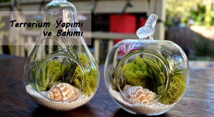 Uzun Ömürlü Bir Sanat Eseri: Teraryum!