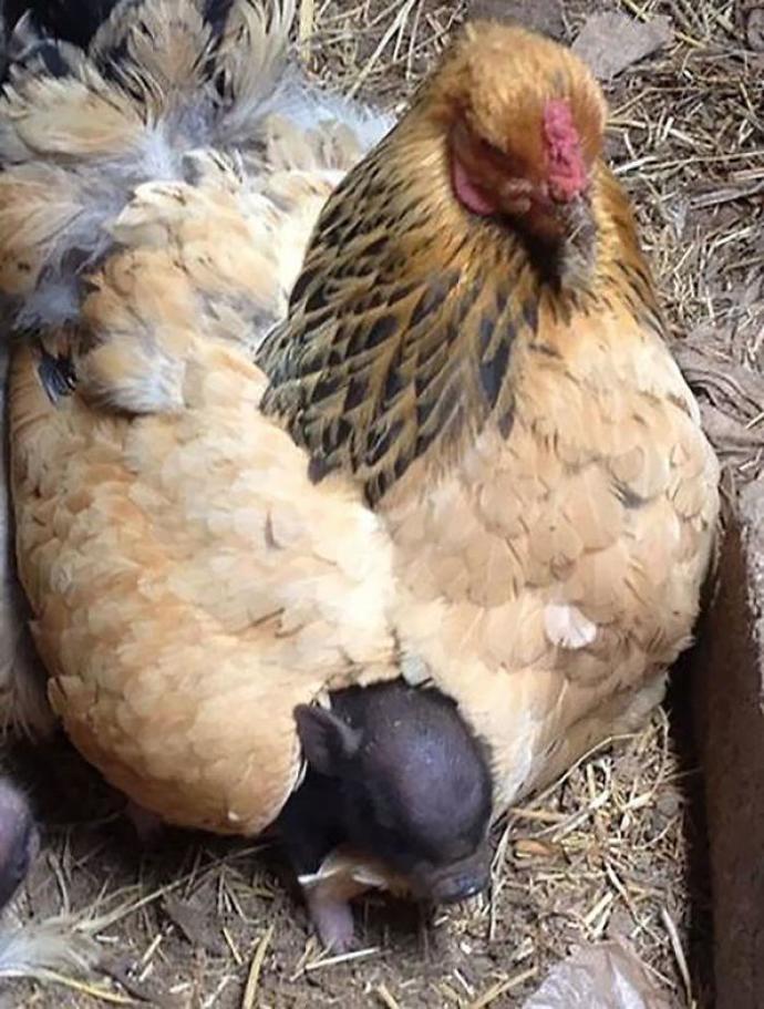 Annelik Duygusunu Ve Koruma İç Güdüsünü En İyi Yansıtan Hayvan!