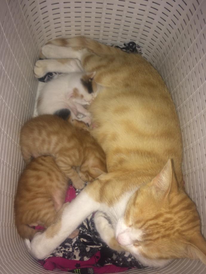 Kedi-Sever Erkeklerin Çok Daha Karizmatik Olduğunu Gösteren Ünlüler!