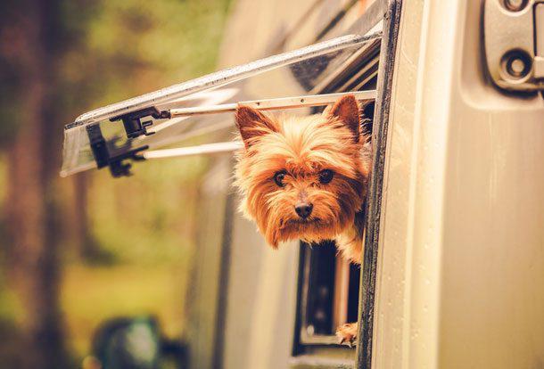 Boylarıyla Ve Sevecenlikleriyle Sizlerin Kalbini Çalacak Olan 8 Köpek Türü