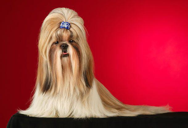 Boylarıyla Ve Sevecenlikleriyle Sizlerin Kalbini Çalacak Olan 8 Köpek Türü