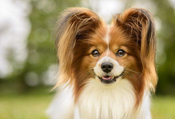 Boylarıyla Ve Sevecenlikleriyle Sizlerin Kalbini Çalacak Olan 8 Köpek Türü