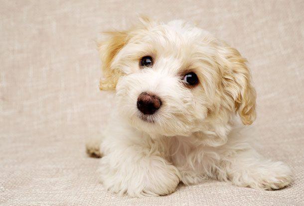 Boylarıyla Ve Sevecenlikleriyle Sizlerin Kalbini Çalacak Olan 8 Köpek Türü
