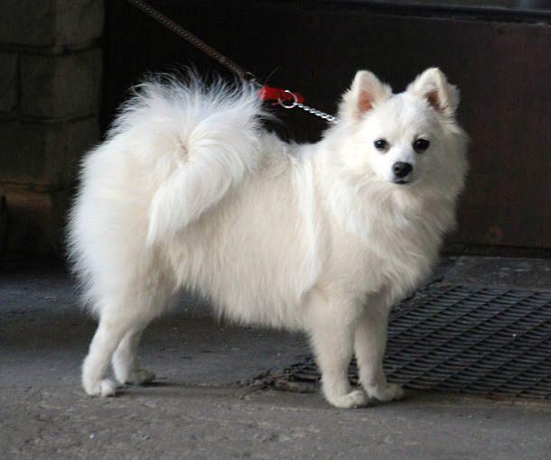 Boylarıyla Ve Sevecenlikleriyle Sizlerin Kalbini Çalacak Olan 8 Köpek Türü