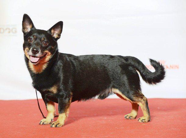 Boylarıyla Ve Sevecenlikleriyle Sizlerin Kalbini Çalacak Olan 8 Köpek Türü