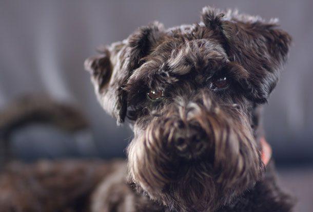 Boylarıyla Ve Sevecenlikleriyle Sizlerin Kalbini Çalacak Olan 8 Köpek Türü