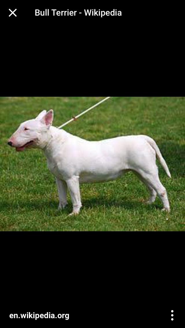 Boylarıyla Ve Sevecenlikleriyle Sizlerin Kalbini Çalacak Olan 8 Köpek Türü