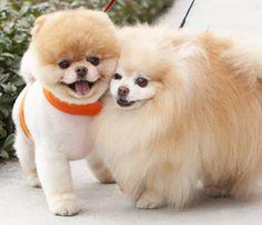 Boylarıyla Ve Sevecenlikleriyle Sizlerin Kalbini Çalacak Olan 8 Köpek Türü