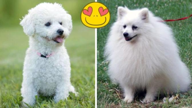 Boylarıyla Ve Sevecenlikleriyle Sizlerin Kalbini Çalacak Olan 8 Köpek Türü