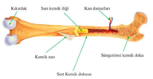 Yaz Aylarının Vazgeçilmez İçeceği Kolanın Zararları!
