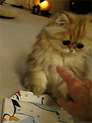Bu Caniliğe Susan En Az Onun Kadar Canidir!